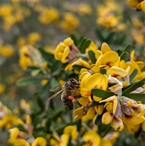 Apis mellifera at Boweya, VIC by Darcy