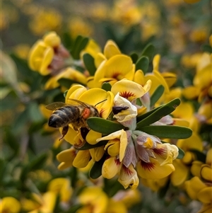 Apis mellifera at Boweya, VIC - 22 Sep 2024 12:30 PM