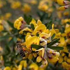 Apis mellifera at Boweya, VIC - 22 Sep 2024 12:30 PM