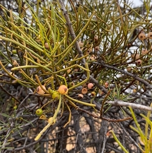 Amyema preissii (Wire-leaved Mistletoe) at Tibooburra, NSW by Tapirlord