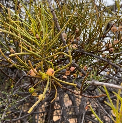 Amyema preissii (Wire-leaved Mistletoe) at Tibooburra, NSW - 30 Jun 2024 by Tapirlord