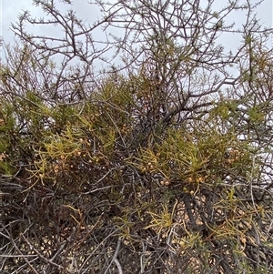 Amyema preissii at Tibooburra, NSW - 30 Jun 2024