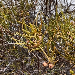 Amyema preissii at Tibooburra, NSW - 30 Jun 2024