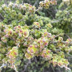 Maireana pyramidata (Sago Bush) at Tibooburra, NSW - 30 Jun 2024 by Tapirlord