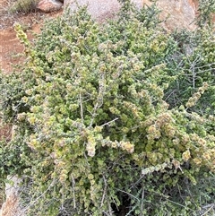 Maireana pyramidata at suppressed - suppressed