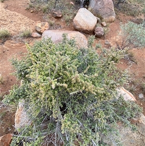 Maireana pyramidata at suppressed - suppressed