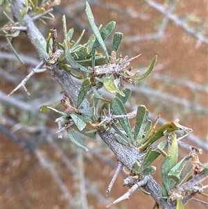 Acacia victoriae (Elegant Wattle, Bramble Wattle, Prickly Wattle) at Tibooburra, NSW by Tapirlord