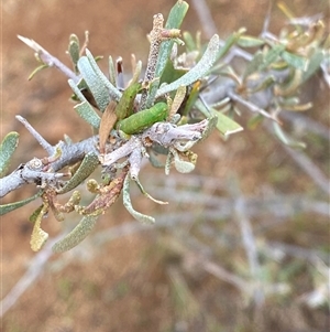 Acacia victoriae at Tibooburra, NSW - 30 Jun 2024