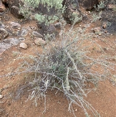 Acacia victoriae at Tibooburra, NSW - 30 Jun 2024