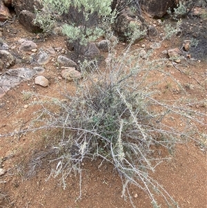 Acacia victoriae at Tibooburra, NSW - 30 Jun 2024