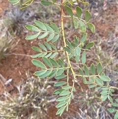 Senna glutinosa subsp. pruinosa at Tibooburra, NSW - 30 Jun 2024 by Tapirlord