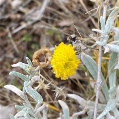 Unidentified Daisy at Tibooburra, NSW - 30 Jun 2024 by Tapirlord