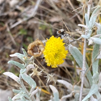 Unverified Daisy at Tibooburra, NSW - 30 Jun 2024 by Tapirlord