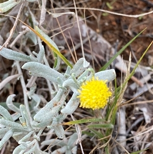 Unidentified at suppressed - 30 Jun 2024