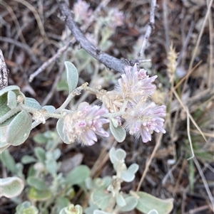 Ptilotus obovatus (Cotton Bush) at Tibooburra, NSW by Tapirlord