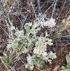 Ptilotus obovatus at Tibooburra, NSW - 30 Jun 2024