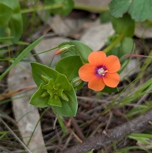 Lysimachia arvensis (Scarlet Pimpernel) at Boweya, VIC by Darcy