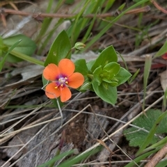 Lysimachia arvensis at Boweya, VIC - 22 Sep 2024