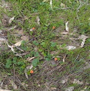 Lysimachia arvensis at Boweya, VIC - 22 Sep 2024