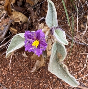 Solanum lithophilum at Tibooburra, NSW - 30 Jun 2024