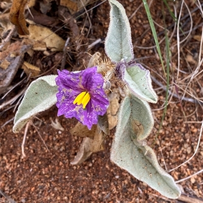 Solanum lithophilum (Velvet Potato-Bush) at Tibooburra, NSW - 30 Jun 2024 by Tapirlord