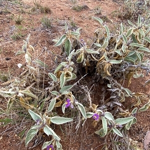 Solanum lithophilum at Tibooburra, NSW - 30 Jun 2024 11:47 AM