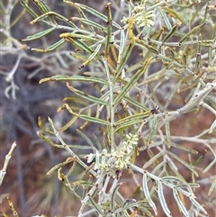 Senna artemisioides subsp. x artemisioides (Silver Cassia) at Tibooburra, NSW - 30 Jun 2024 by Tapirlord