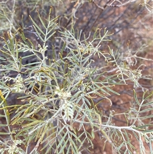 Senna artemisioides subsp. x artemisioides at Tibooburra, NSW - 30 Jun 2024