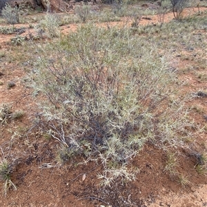 Senna artemisioides subsp. x artemisioides at Tibooburra, NSW - 30 Jun 2024