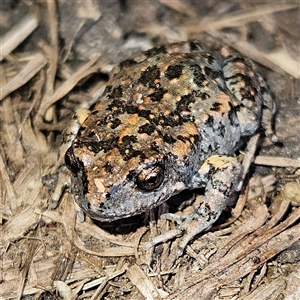 Uperoleia laevigata at Braidwood, NSW - 24 Sep 2024