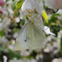 Pieris rapae (Cabbage White) at Braidwood, NSW - 24 Sep 2024 by MatthewFrawley