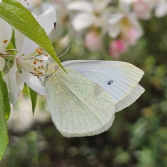 Pieris rapae at Braidwood, NSW - 24 Sep 2024