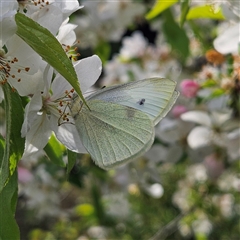 Pieris rapae at Braidwood, NSW - 24 Sep 2024 03:58 PM