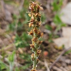 Plantago varia (Native Plaintain) at Whitlam, ACT - 24 Sep 2024 by sangio7