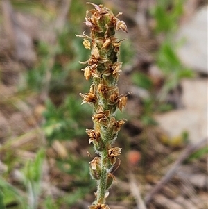 Plantago varia at Whitlam, ACT - 24 Sep 2024