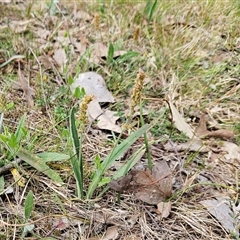 Plantago varia at Whitlam, ACT - 24 Sep 2024