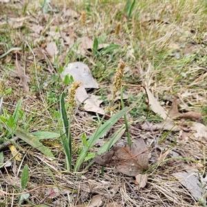 Plantago varia at Whitlam, ACT - 24 Sep 2024