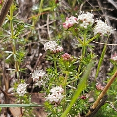 Asperula conferta (Common Woodruff) at Whitlam, ACT - 24 Sep 2024 by sangio7