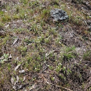 Asperula conferta at Whitlam, ACT - 24 Sep 2024