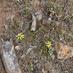 Arctotheca calendula (Capeweed, Cape Dandelion) at Boweya, VIC - 22 Sep 2024 by Darcy