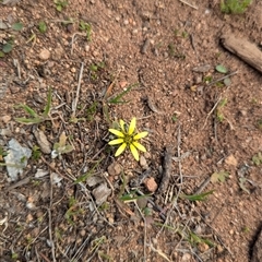 Arctotheca calendula at Boweya, VIC - 22 Sep 2024 12:46 PM