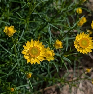 Xerochrysum viscosum (Sticky Everlasting) at Boweya, VIC by Darcy