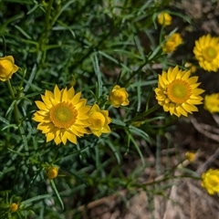 Xerochrysum viscosum at Boweya, VIC - 22 Sep 2024