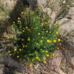 Xerochrysum viscosum at Boweya, VIC - 22 Sep 2024