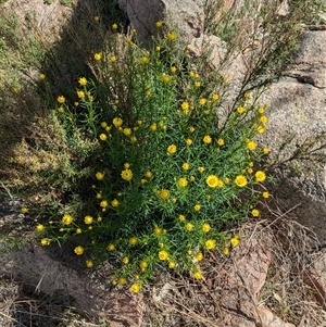 Xerochrysum viscosum at Boweya, VIC - 22 Sep 2024