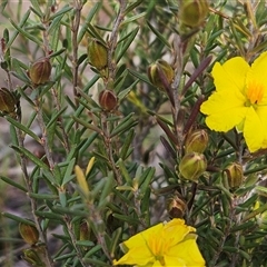 Hibbertia calycina (Lesser Guinea-flower) at Whitlam, ACT - 24 Sep 2024 by sangio7