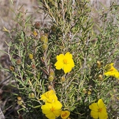 Hibbertia calycina at Whitlam, ACT - 24 Sep 2024 11:25 AM