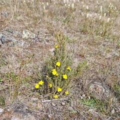 Hibbertia calycina at Whitlam, ACT - 24 Sep 2024 11:25 AM