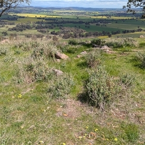 Marrubium vulgare at Boweya, VIC - 22 Sep 2024