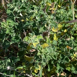 Marrubium vulgare at Boweya, VIC - 22 Sep 2024